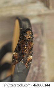 Greater Death's Head Hawkmoth(Acherontia Atropos)