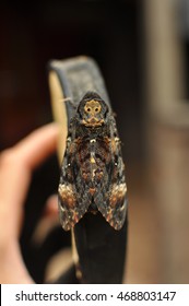 Greater Death's Head Hawkmoth(Acherontia Atropos)