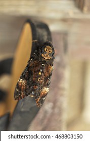 Greater Death's Head Hawkmoth(Acherontia Atropos)