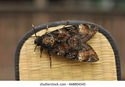 Greater Death's Head Hawkmoth(Acherontia Atropos)