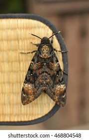 Greater Death's Head Hawkmoth(Acherontia Atropos)