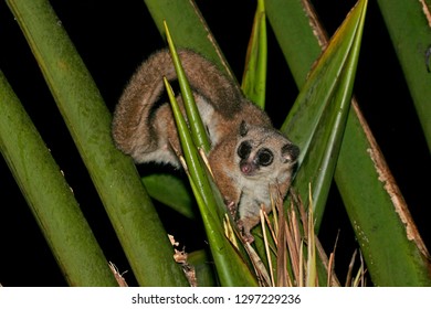 Greater Dwarf Lemur (Cheirogaleus Major), Also Known As The Geoffroy's Dwarf Lemur, In Its Natural Habitat On Madagascar.