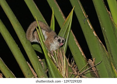 Greater Dwarf Lemur (Cheirogaleus Major), Also Known As The Geoffroy's Dwarf Lemur, In Its Natural Habitat On Madagascar.