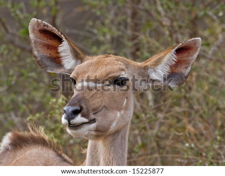 Similar – Deer looks into the camera