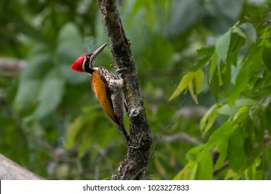 Greater Flameback Chrysocolaptes Guttacristatus Bird Stock Photo (Edit ...