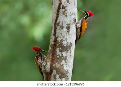 Greater flameback woodpecker or Large golden-backed woodpecker exploring and eating termites. Two Woodpeckers looking for food inside the wood help pest control in nature