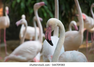 Greater Flamingo Bird In Dusit Zoo, Thailand