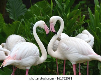 Greater Flamingo Bird Standing In Heart Shape With Love Moment