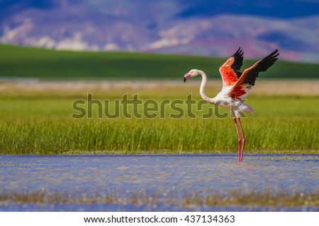 Similar – Foto Bild Flamingos Natur Landschaft