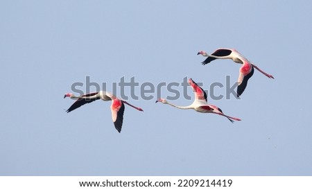 Greater flamingo fly in sky