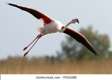 Greater Flamingo Flying
