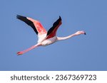 A Greater Flamingo flying, sunny morning in springtime, blue sky, Camargue (Provence, France)