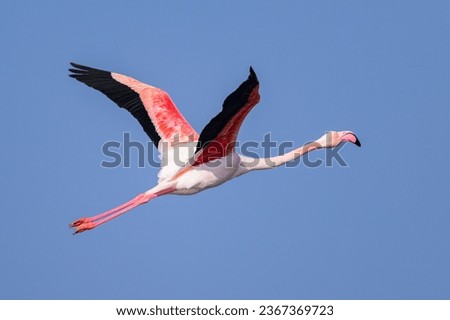 A Greater Flamingo flying, sunny morning in springtime, blue sky, Camargue (Provence, France)