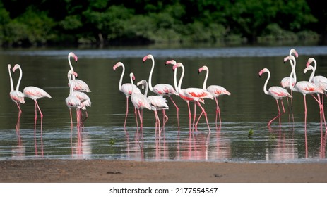 Greater Flamingo Group At Karachi Port Qasim Pakistan