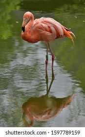 The greater flamingo (Phoenicopterus roseus) 