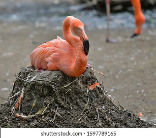 The greater flamingo (Phoenicopterus roseus) 