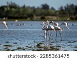 Greater Flamingo, Phoenicopterus roseus, El Rocio, Donana NP, Spain. A flock of birds in the lake.