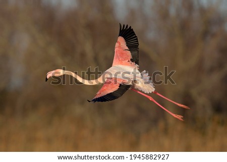 Greater flamingo (Phoenicopterus roseus) in flight, Camargue, Southern France, France