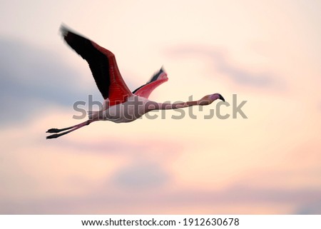 Greater flamingo (Phoenicopterus roseus) flying, evening light, Camargue, Southern France, France