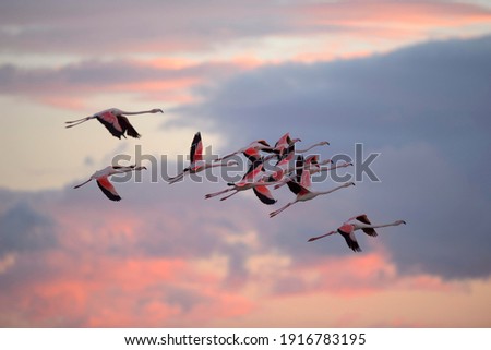 Greater flamingo (Phoenicopterus roseus), group, flying, evening light, Camargue, Southern France, France
