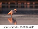 The greater flamingo (Phoenicopterus roseus) is the  largest species of the flamingo family. 