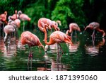 The greater flamingo (Phoenicopterus roseus) is the most widespread and largest species of the flamingo family.