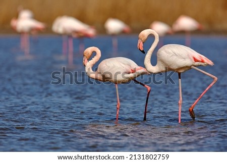 Greater Flamingo, Phoenicopterus ruber, beautiful pink big bird with long neck in dark blue water, with evening sun, Molentargius-Saline in Sardinia, Italy, Wild from Europe. Flamingo, wildlife.