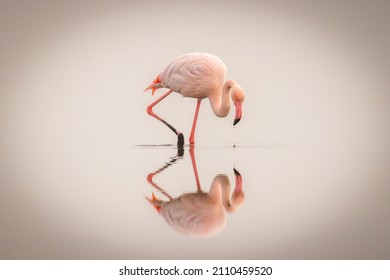 Greater Flamingo ( Phoenicopterus ruber roseus) in the fog with reflection on the surface, Walvis bay, Namibia. 