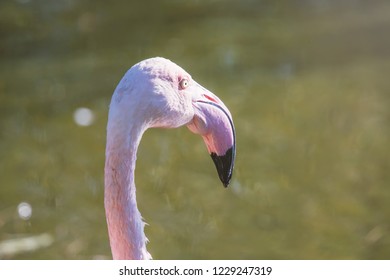 The Curved Neck Of A Flamingo Bilder Stockfoton Och Vektorer Med Shutterstock