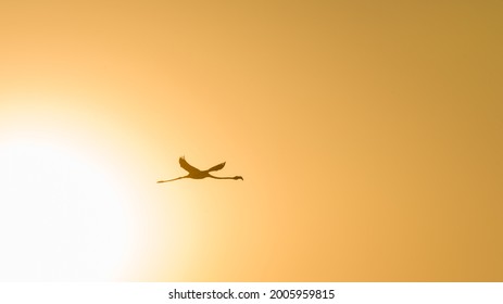 Greater flamingo silhouette against sunset sky