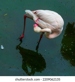 Greater flamingo standing in the water, preening. - Shutterstock ID 2209062135