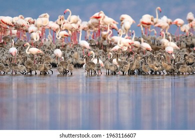 Greater Flamingos and chicks on Lake Natron in Tanzania