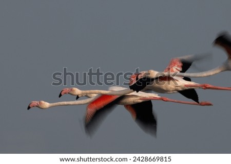 Similar – Image, Stock Photo bird Eating Beautiful