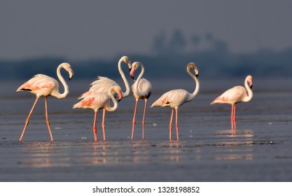 Greater Flamingos making patterns