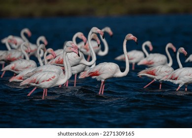 Greater flamingos (Phoenicopterus roseus) in the salt marsh of Castro Marim (Algarve, Portugal)