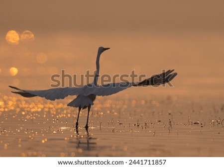 Greater Flamingos takeoff and bokeh of light during sunrise at Bhigwan bird sanctuary, India