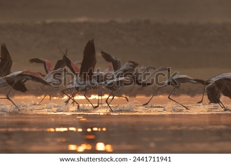 Greater Flamingos takeoff during sunrise at Bhigwan bird sanctuary, India