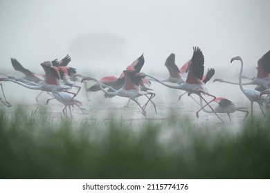 Greater Flamingos Takeoff In The Foggy Morning At Bhigwan Bird Sanctuary, India