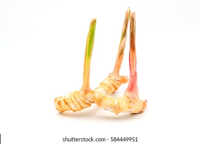 Greater Galangal Isolated On The White Background