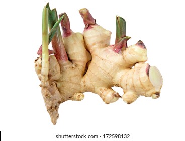 Greater Galangal Rood