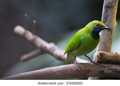 Greater Green Leafbird Images Stock Photos Vectors Shutterstock