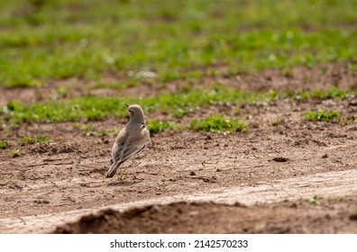 A greater hoopoe lark bird