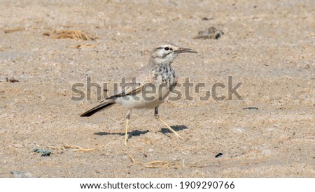 greater hoopoe lark in the shore of qatar in the beginning of winter season.