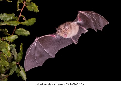 590 Greater horseshoe bat Images, Stock Photos & Vectors | Shutterstock