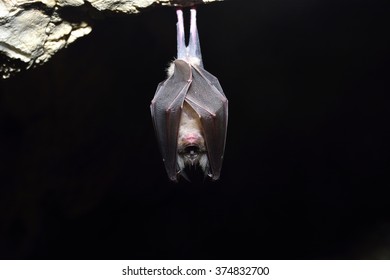 Greater Horseshoe Bat