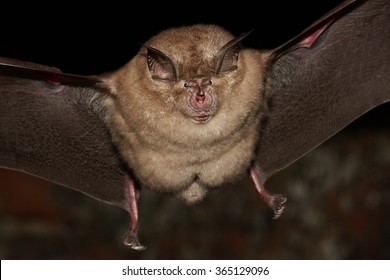Greater horseshoe bat flight in the night