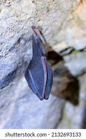 greater horseshoe bat (Rhinolophus ferrumequinum), animal in a cave during hibernation in winter