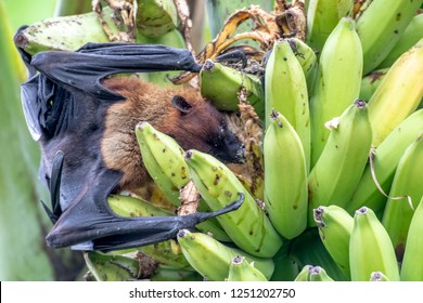 greater indian fruit bats of sri lanka