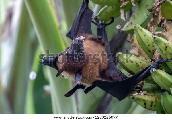 greater indian fruit bats\
of sri lanka