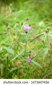 Greater Knapweed (Centaurea Scabiosa) Brownray Knapweed